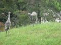 zoo 046